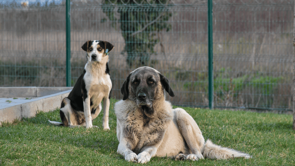 Kangal shepherd dog lifespan,