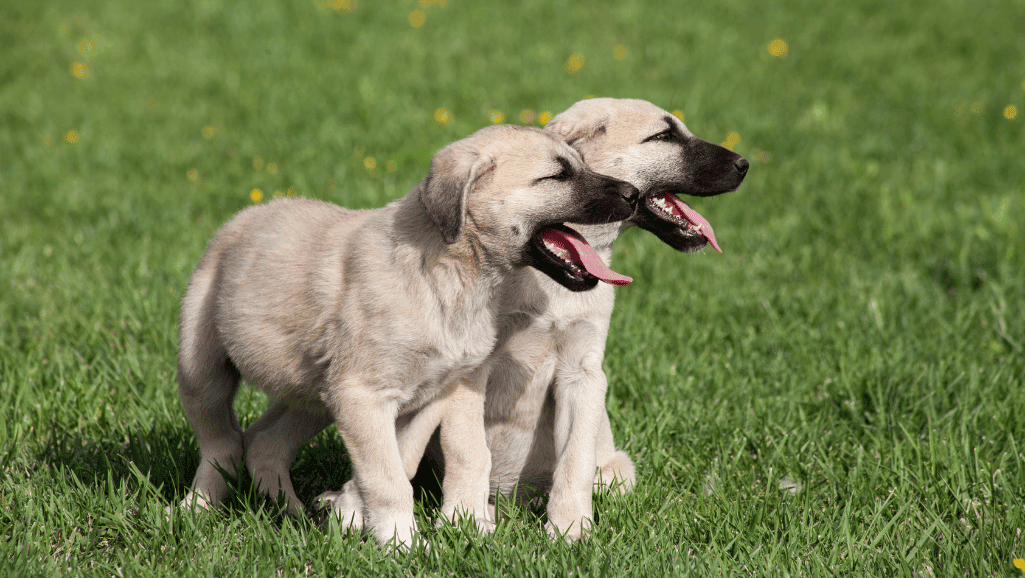 Kangal shepherd health span