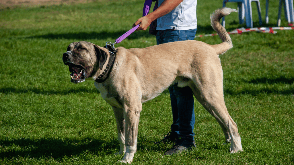 Kangal dog nutrition