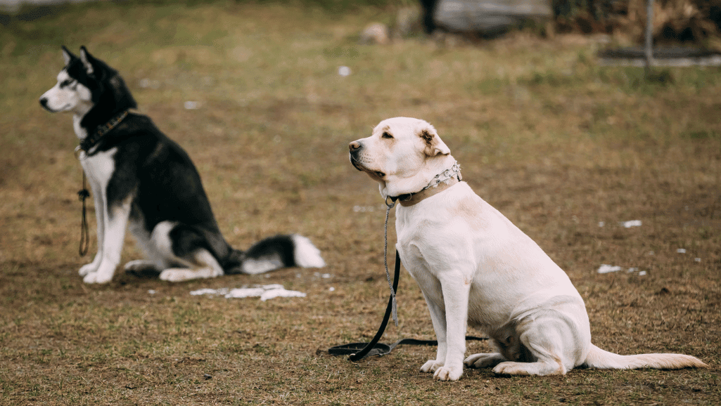 Labrador Husky temperament