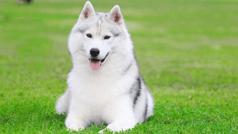 Labrador Husky Breed Guide - Traits & Care Tips 7 Labrador Husky