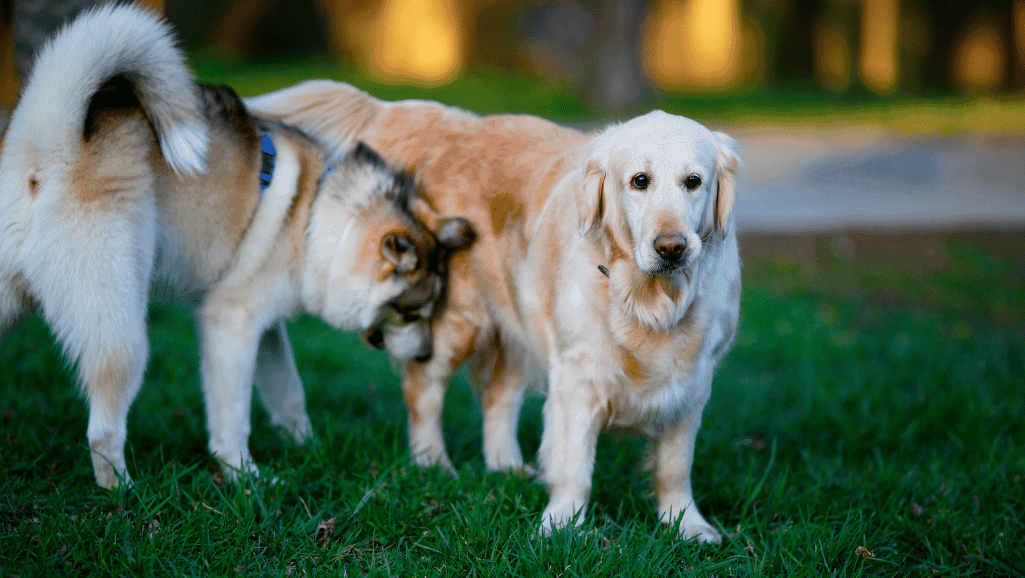 Labrador Husky health