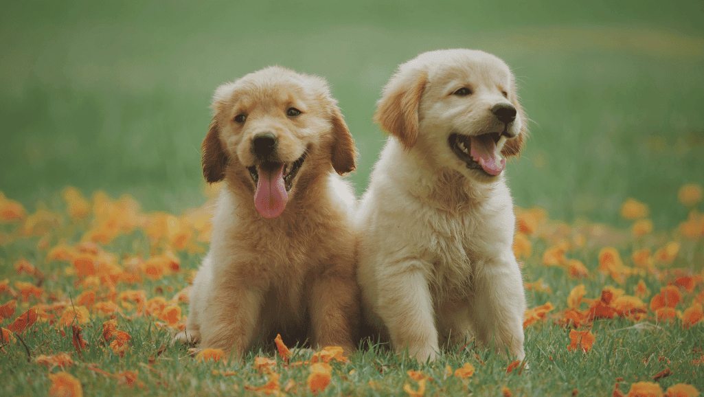 new borne exercise for Lab Pointers