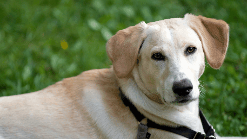 Labrador Pointer size