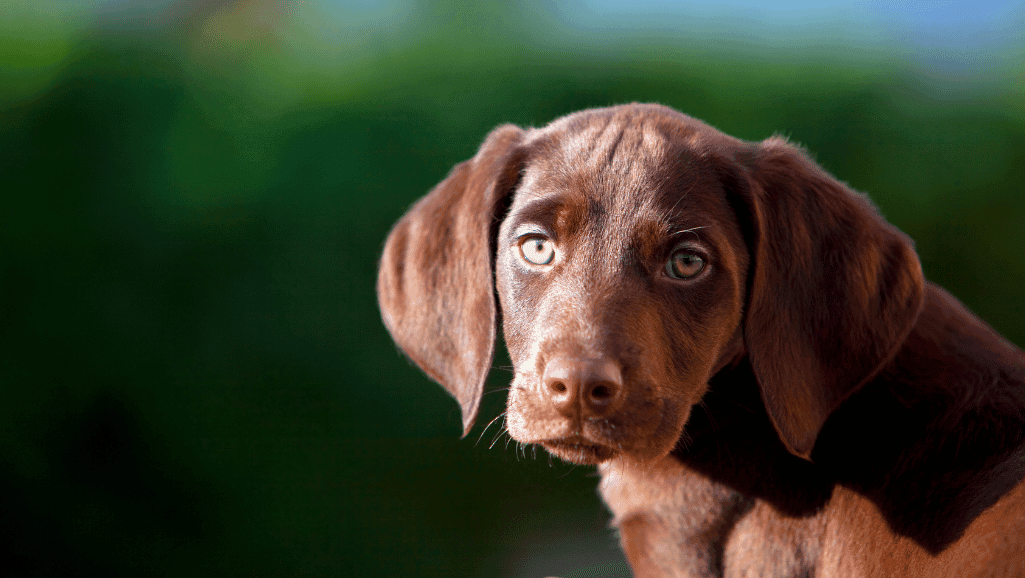 pet preventative care