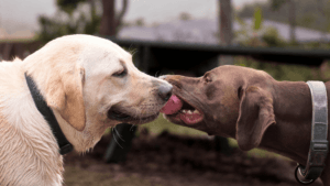 Labrador and Pointer Mix