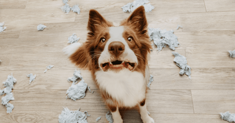 Managing Dog Seasonal Anxiety - Tips & Advice 7 Dog Seasonal Anxiety,