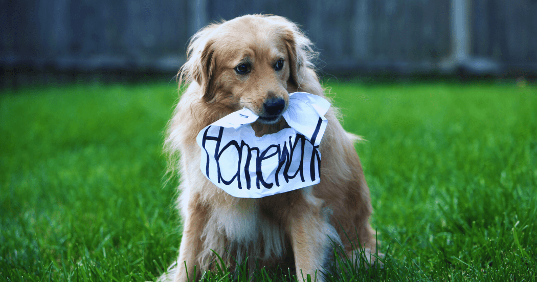 Dog Anal Gland Problems: Signs & Solutions 1 Modern Business Marketing Agency Facebook Cover Facebook Post Landscape 15