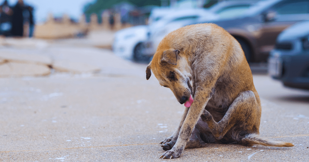 Understanding Canine Autoimmune Diseases 1 Modern Business Marketing Agency Facebook Cover Facebook Post Landscape 20