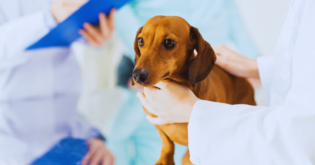 Dog Hernias Treatment