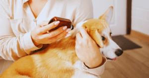 Dog Hernias Treatment