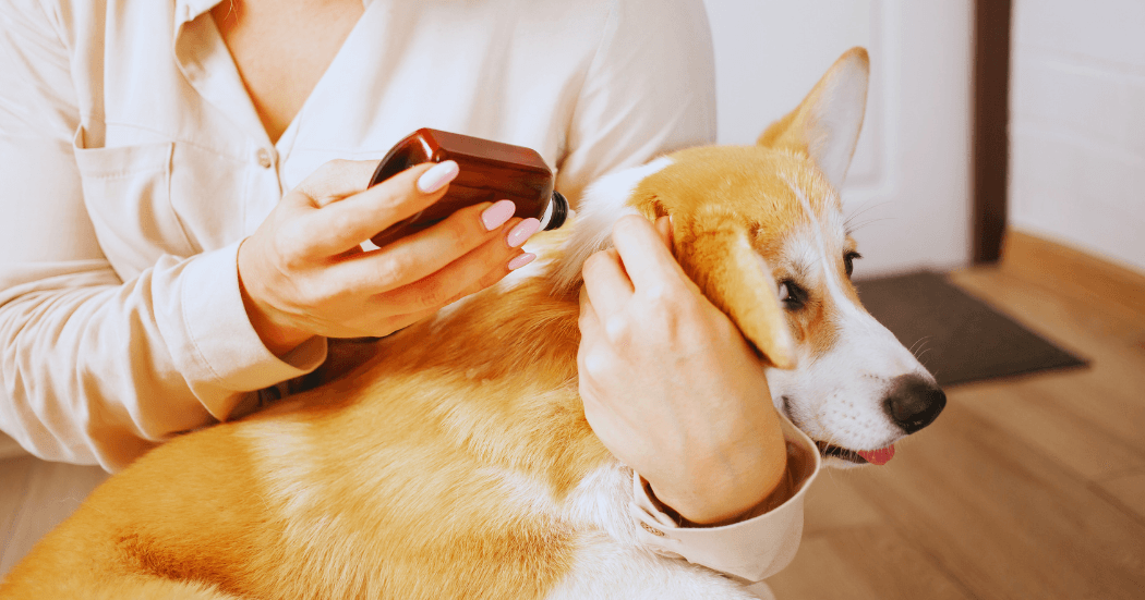 Dog Hernias Treatment