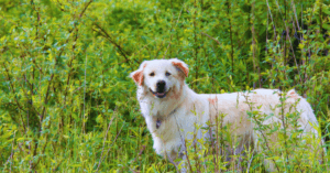 Dog Seasonal Shedding