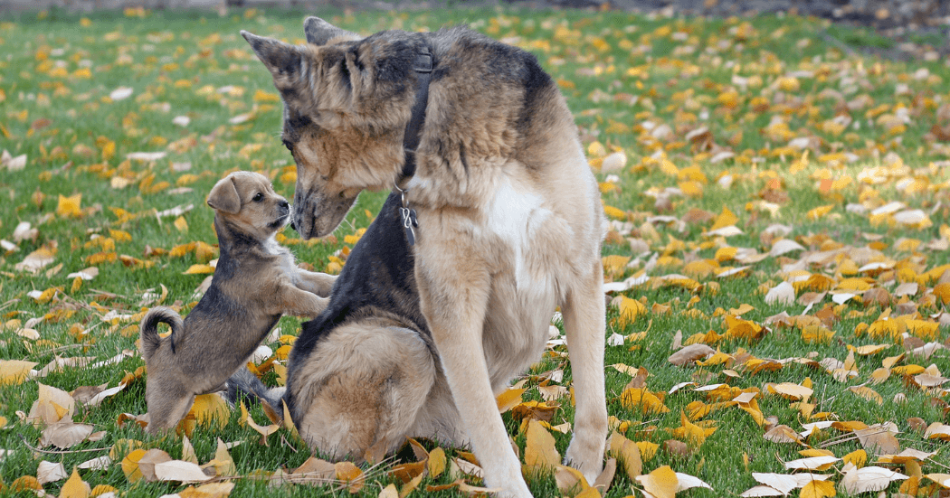 Primary vs. Secondary Glaucoma in Dogs 1