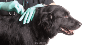 Seasonal Canine Vaccinations
