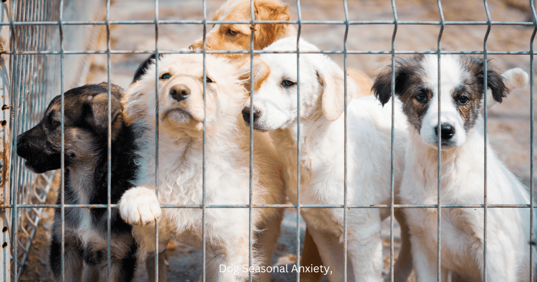 The Importance of Vaccination in Animal Shelters