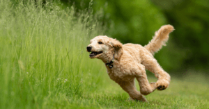 Understanding Canine Vestibular Disease Symptoms