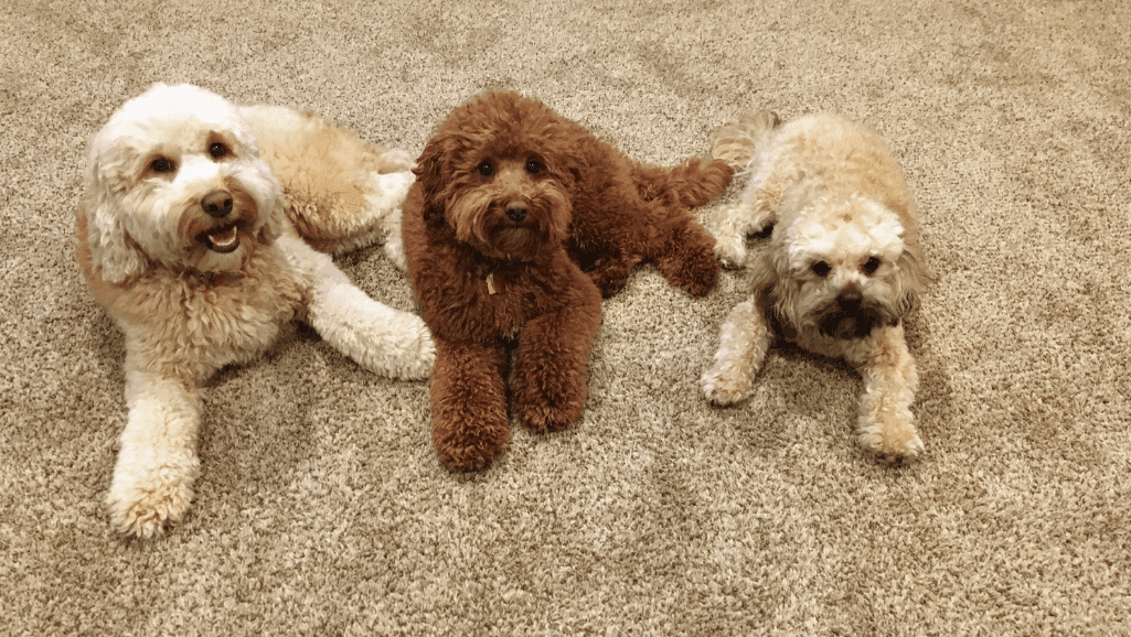 doodle dog health essentials