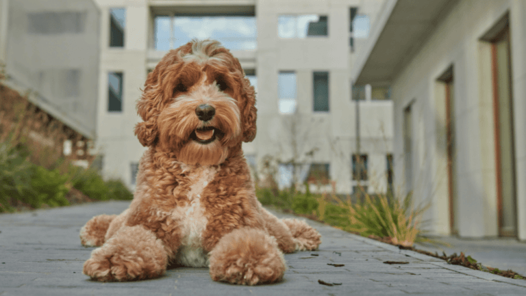 All About Doodle Dogs - Breeds & Care Tips 44 doodle dogs,