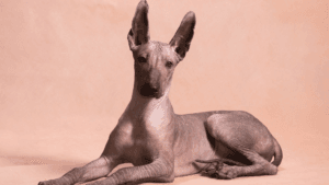 hairless dog,