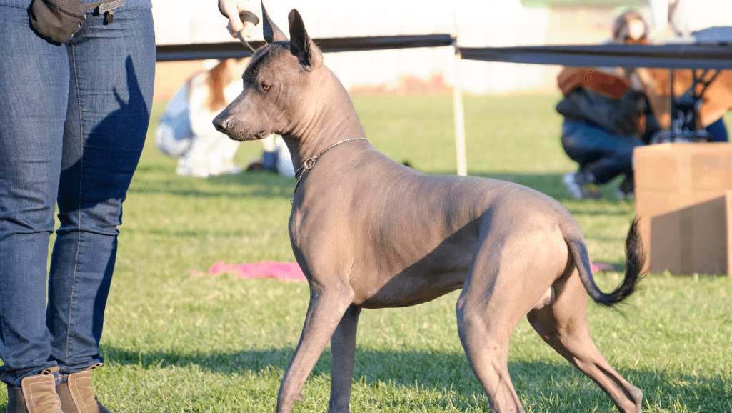 hairless dog characteristics