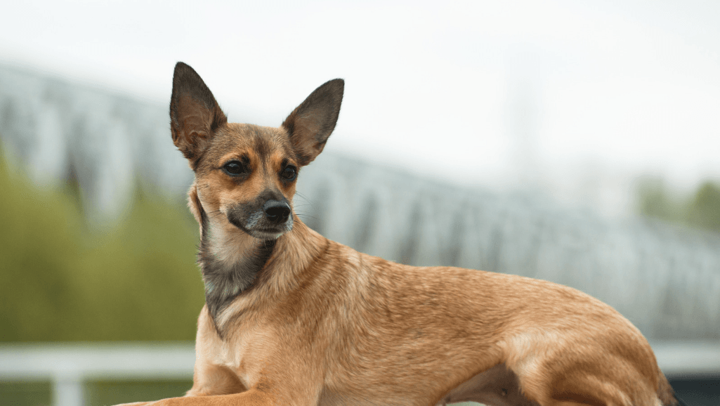 grooming for hairless dogs