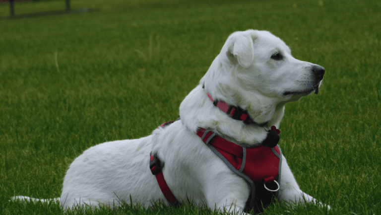 Akbash Dog: Loyal Guardian of Flocks and Families 71 Akbash Dog