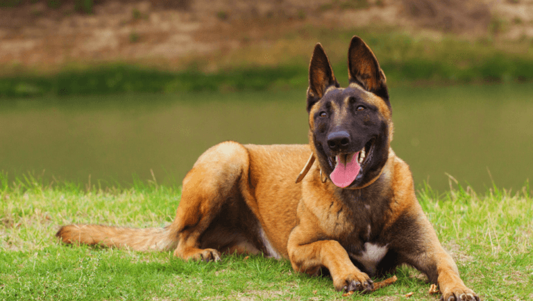 Belgian Malinois: Intelligent and Versatile Working Dog 78 Belgian Malinois