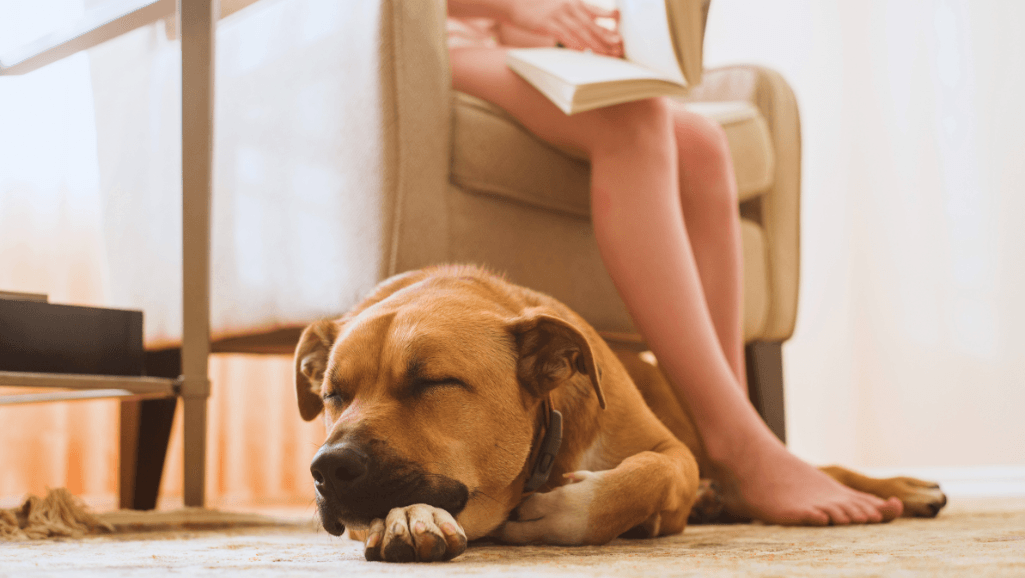 Black Mouth Cur training
