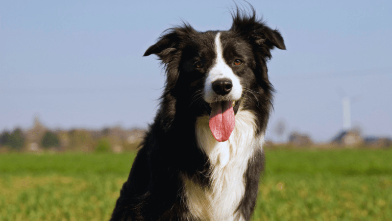 Border Collie: Intelligent and Energetic Herding Dog 90 Border Collie
