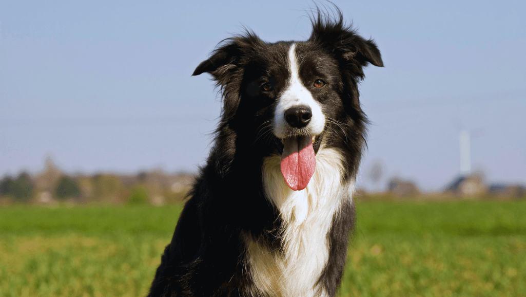 Border Collie