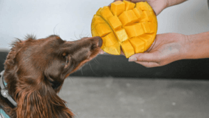 Can Dogs Eat Mangos