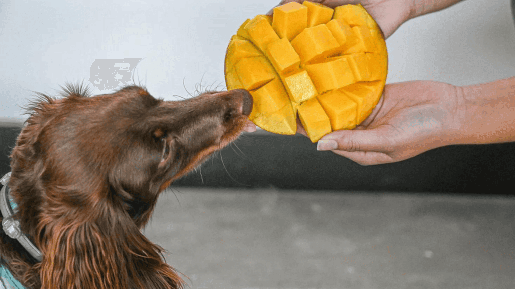 Can Dogs Eat Mangos? Safety & Nutrition Guide 1 Can Dogs Eat Mangos