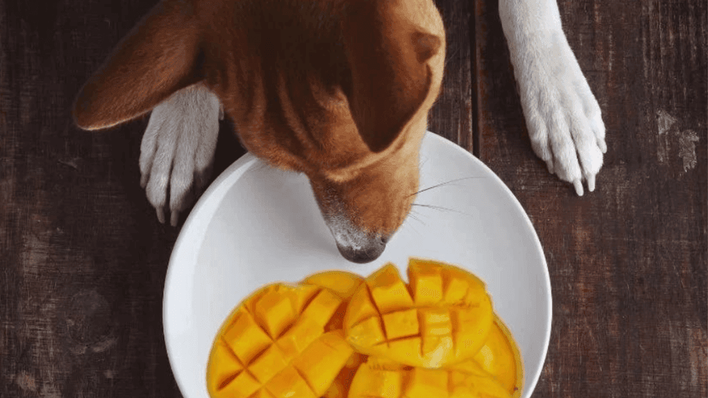 dogs eating mangos