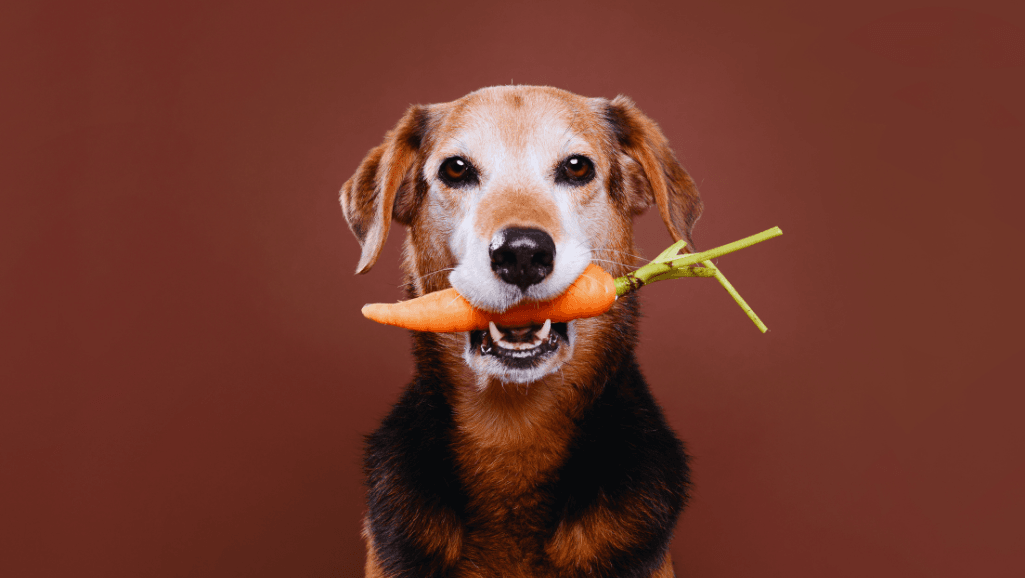 Can Dogs Eat Carrots? Pet Nutrition Explained 1 Can dogs eat carrots,