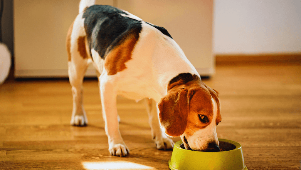 Can Dogs Eat Cucumbers? Vet-Approved Dietary Tips 1 Can dogs eat cucumbers,
