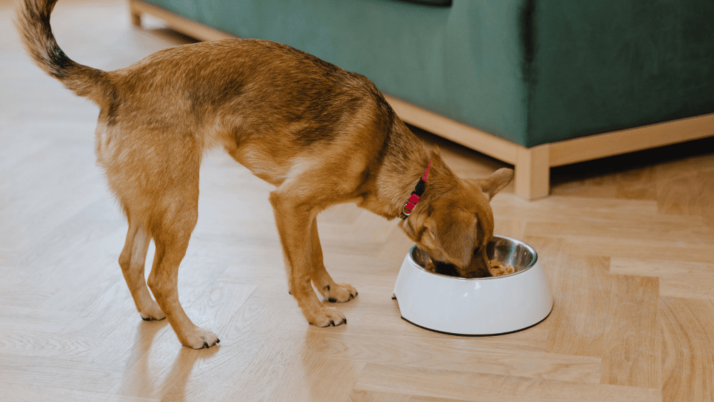 Can dogs eat turkey