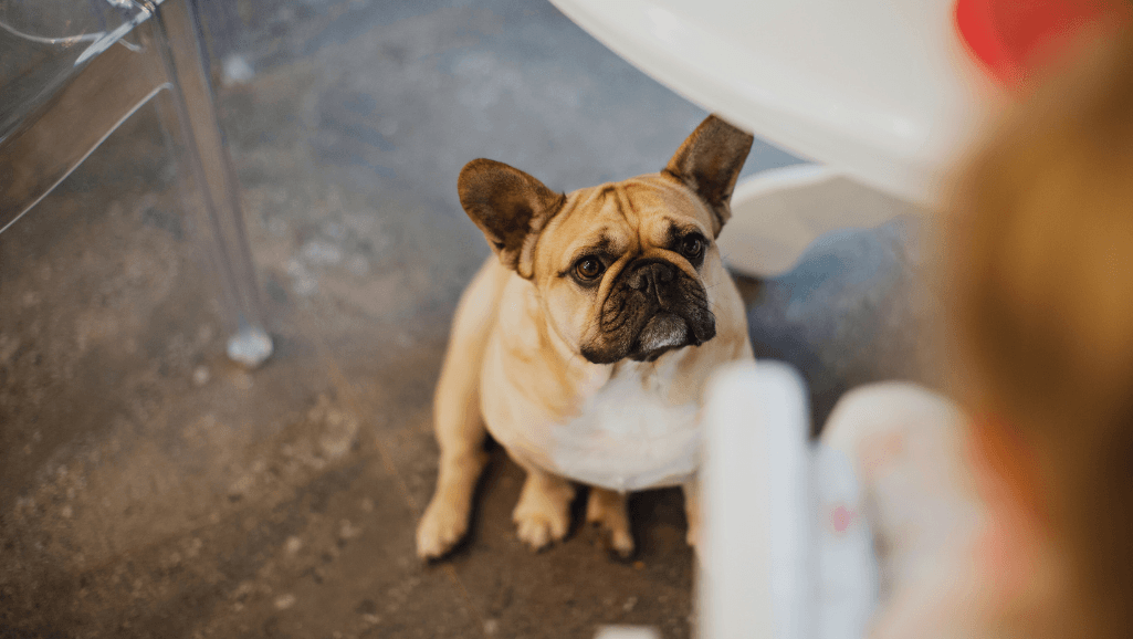 Can Dogs Have Corn? Safe Feeding Tips for Pets 1 Can dogs have corn,