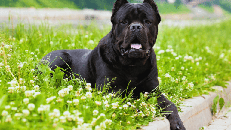 Cane Corso: Powerful and Loyal Italian Mastiff 102 Cane Corso,