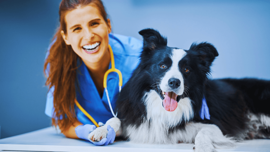 Canine Dementia Treatment