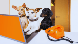 Canine Epilepsy Management