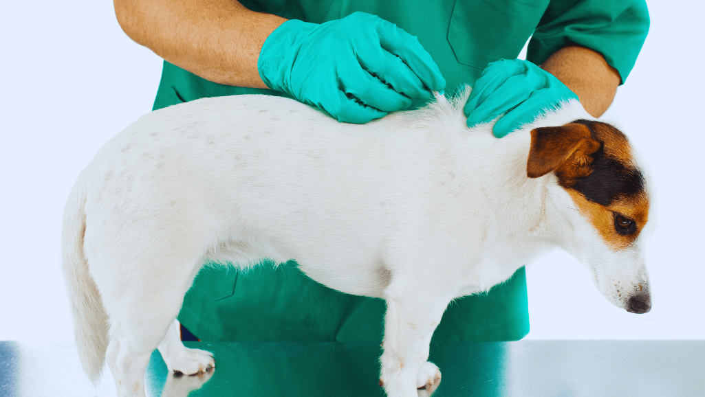 Canine Heartworm Prevention