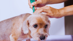 Canine Heatstroke Prevention