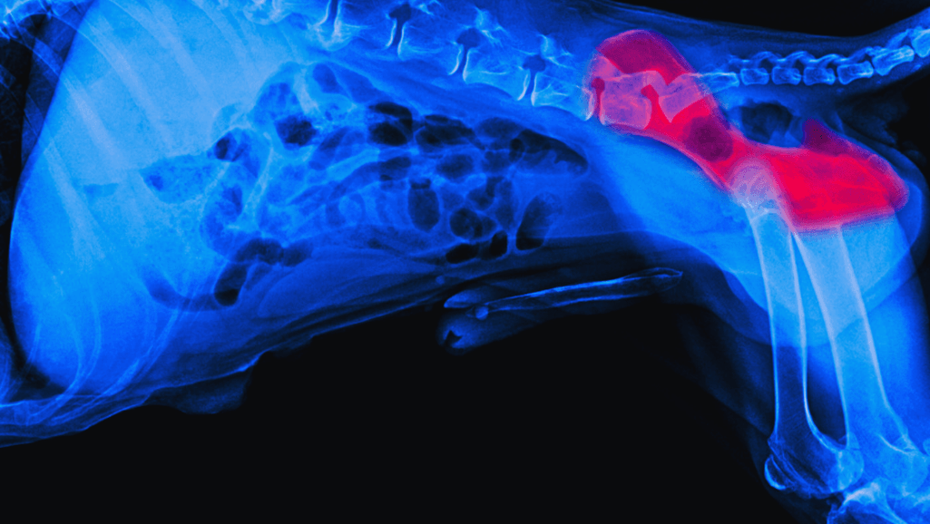 Canine Hip Dysplasia