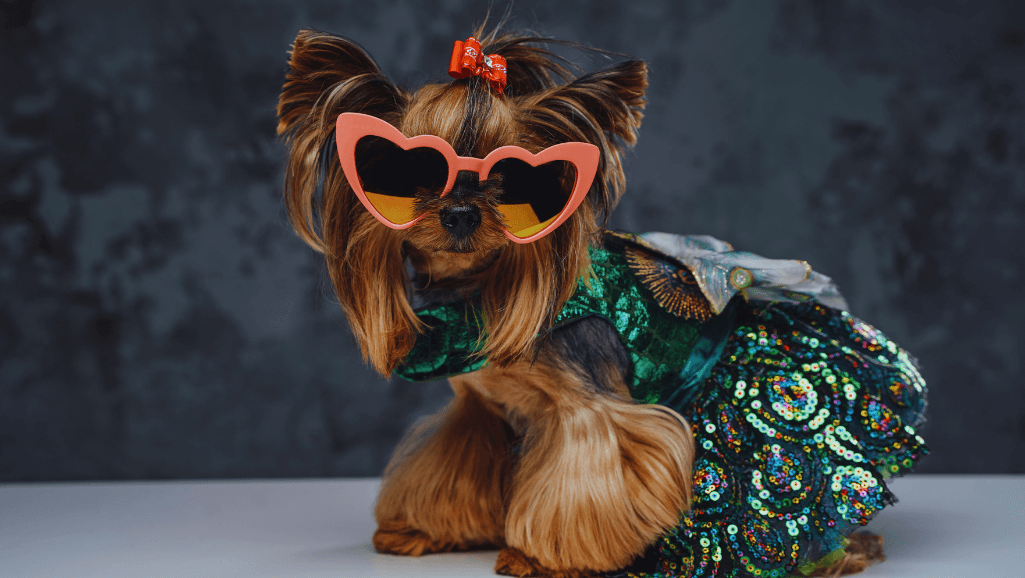 Canine Hormonal Imbalances