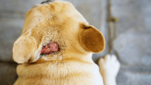 Canine Hot Spot Treatment