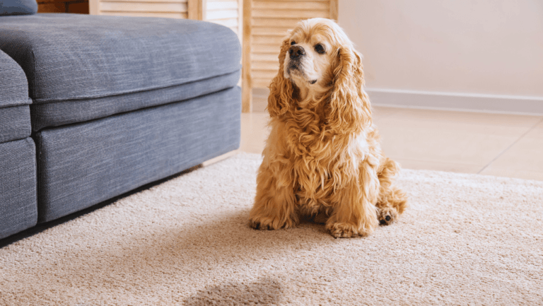 Effective Canine Hot Spot Treatment Options 44 Canine Hot Spot Treatment,
