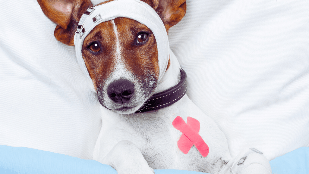 Symptoms and Treatment of Canine Liver Disease 1 Canine Liver Disease Symptoms