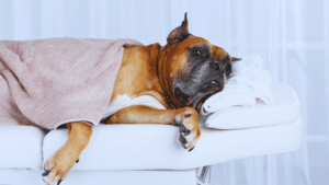 Canine Lymphoma Treatment