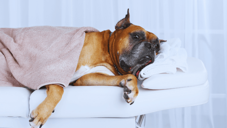 Canine Lymphoma: Understanding Treatment Options 1 Canine Lymphoma Treatment